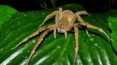 Brazilian rătăcitor și pericolul său față de om